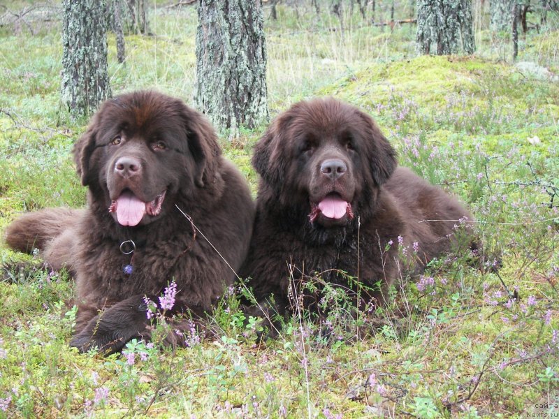 Фото: ньюфаундленд Акватория Келвин Хизер Хани (Aquatoriya Kelvin Heather Honey), ньюфаундленд Фанньюф Аурика Абиссиния