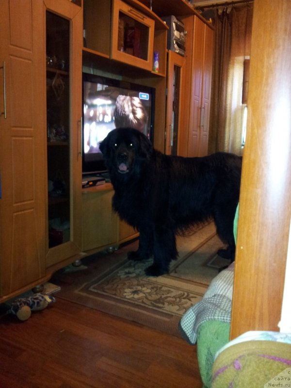 Фото: ньюфаундленд Красс