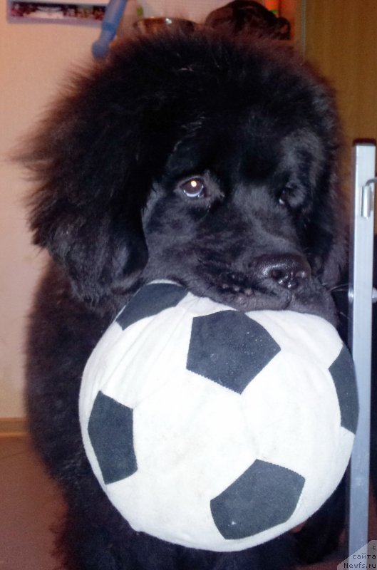 Фото: ньюфаундленд Бегущая по Волнам Есперанто Етуло Чуи