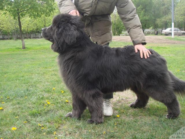 Фото: ньюфаундленд Севертан Маджеста