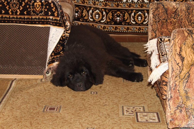 Фотография № 133418