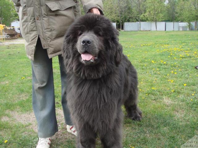 Фото: ньюфаундленд Севертан Маджеста