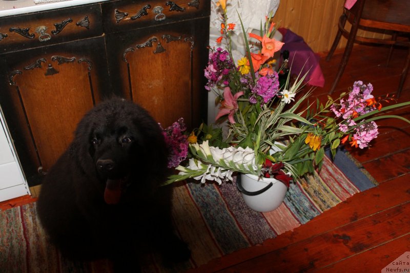 Фотография № 133427