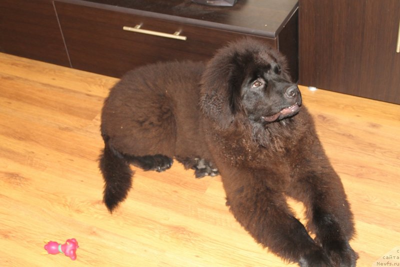 Фотография № 133430