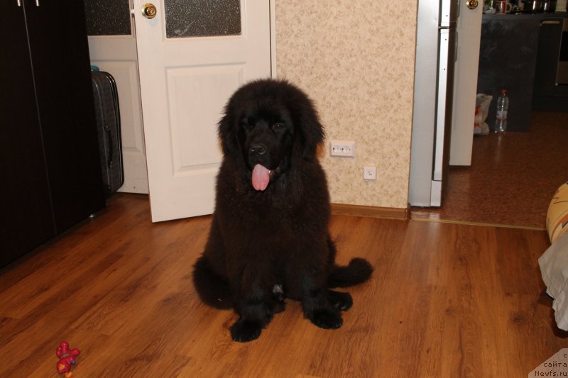 Фотография № 133431