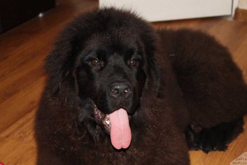 Фотография № 133432