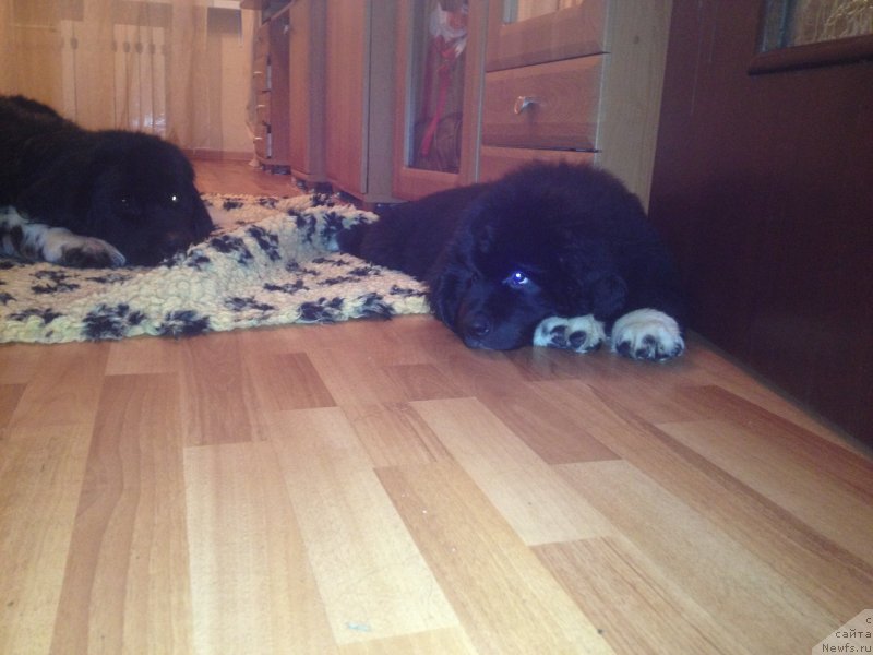 Фотография № 133435