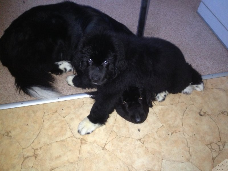 Фото: ньюфаундленд Питерньюф О'Мниа Праэклара Рара (Piternyuf O'mnia Praeclara Rara), ньюфаундленд Питерньюф Живанши