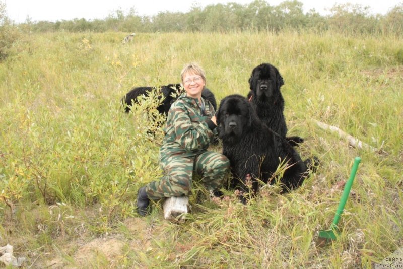 Фото: Елена Кузьмина, ньюфаундленд Янтарная Мечта, ньюфаундленд Fortuna of Giant's Island