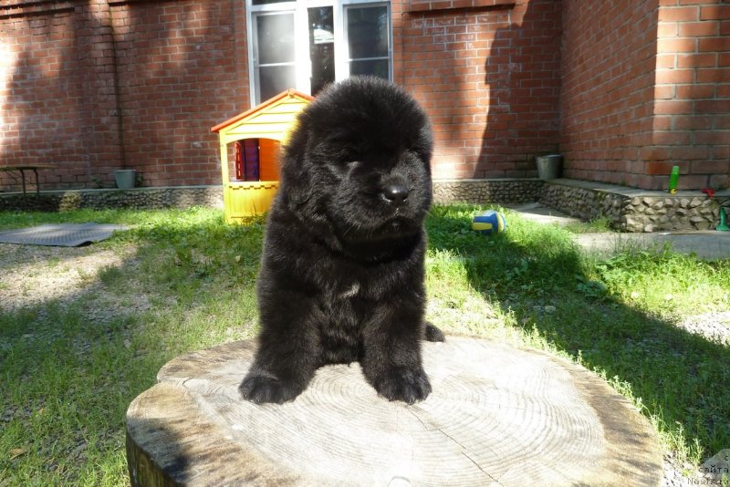 Фото: ньюфаундленд Супер Премиум Нао Дел Трато