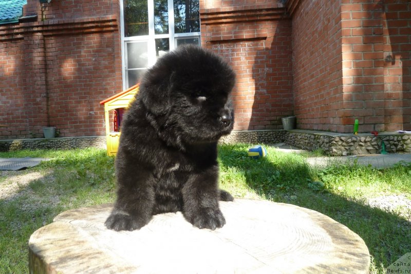 Фото: ньюфаундленд Супер Премиум Нао Дел Трато