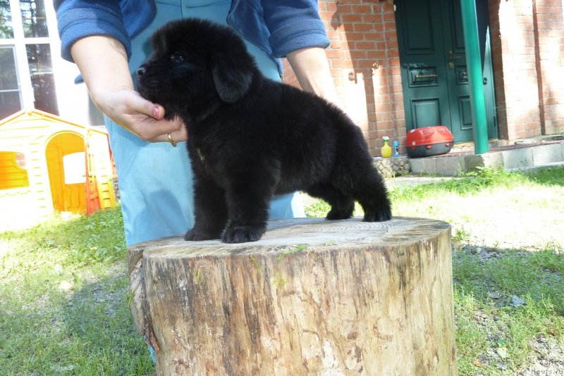 Фото: ньюфаундленд Супер Премиум Нао Дел Трато