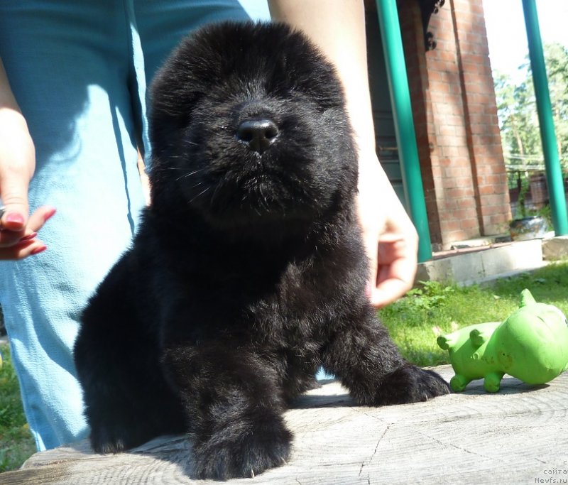 Фото: ньюфаундленд Супер Премиум Необыкновенный Наследник