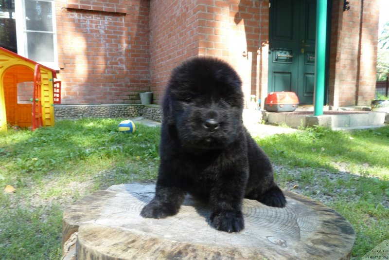 Фото: ньюфаундленд Супер Премиум Необыкновенный Наследник