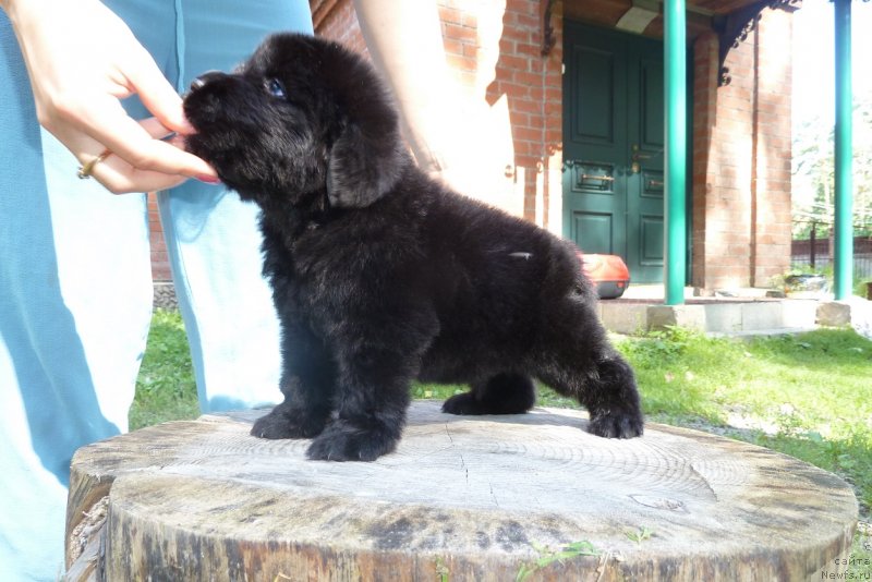 Фото: ньюфаундленд Супер Премиум Необыкновенный Наследник