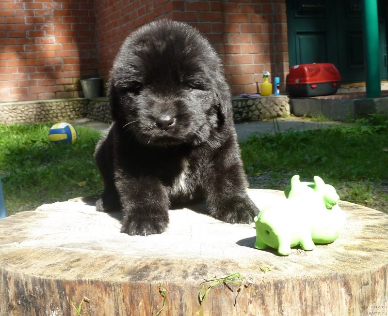 Фото: ньюфаундленд Супер Премиум Нонпарель