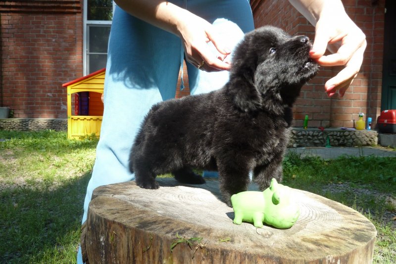 Фото: ньюфаундленд Супер Премиум Нонпарель