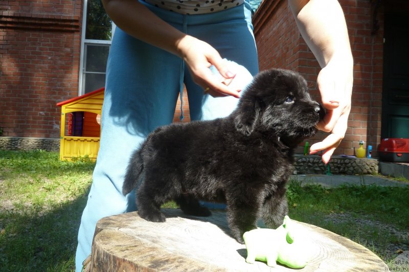 Фото: ньюфаундленд Супер Премиум Нонпарель