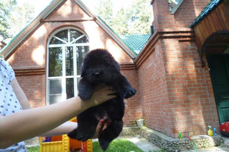 Фото: ньюфаундленд Супер Премиум Нью-Йорк