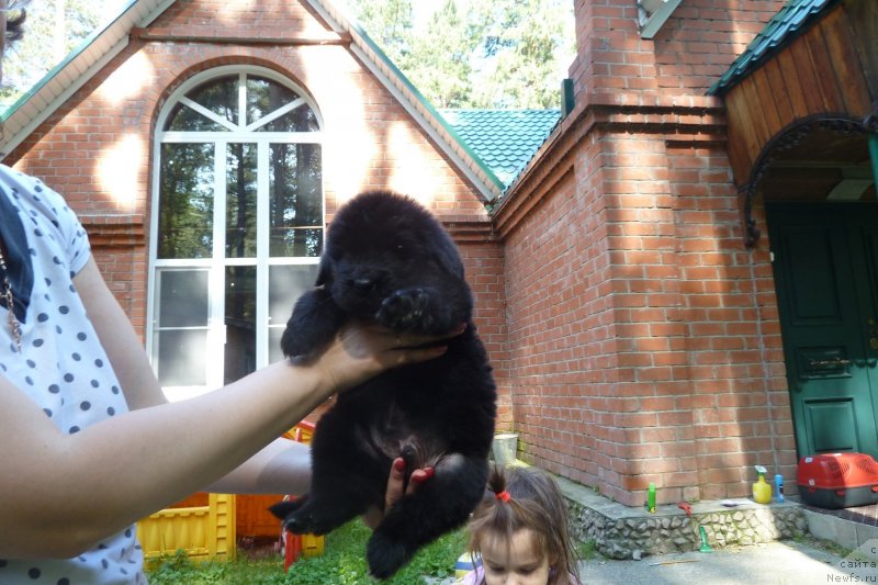 Фото: ньюфаундленд Супер Премиум Нью-Йорк