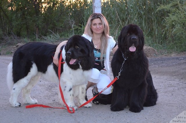 Фото: ньюфаундленд Вом Ватерфалл Лэнд Ай Тодор (Vom Waterfall Land Ay Todor), ньюфаундленд Черный Шарм Ванкувер