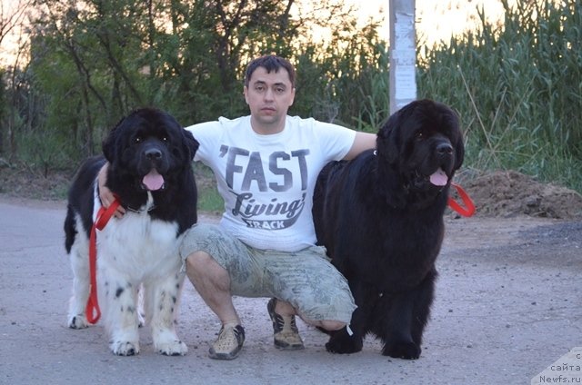 Фото: ньюфаундленд Вом Ватерфалл Лэнд Ай Тодор (Vom Waterfall Land Ay Todor), ньюфаундленд Черный Шарм Ванкувер