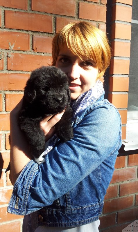 Фото: ньюфаундленд Супер Премиум Нью-Йорк, Ирина Бочкарева