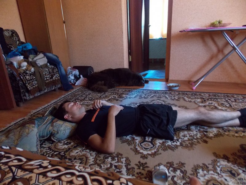 Фото: ньюфаундленд Хохотушка с Берега Дона (Hohotushka s Berega Dona)