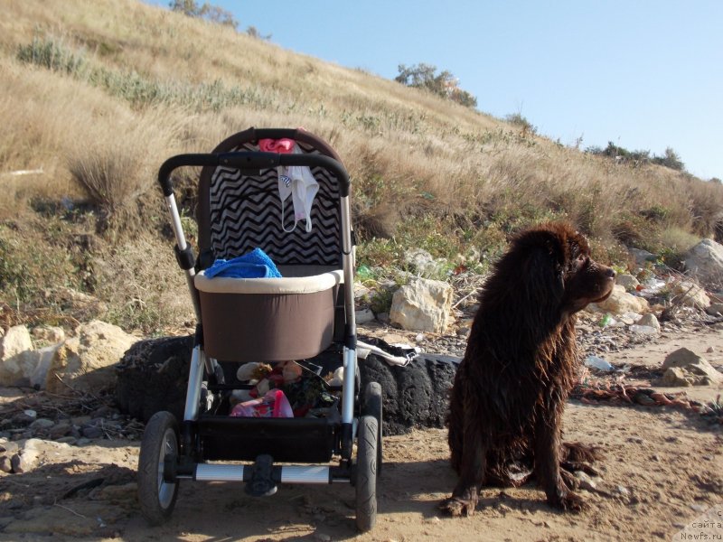 Фото: ньюфаундленд Хохотушка с Берега Дона (Hohotushka s Berega Dona)