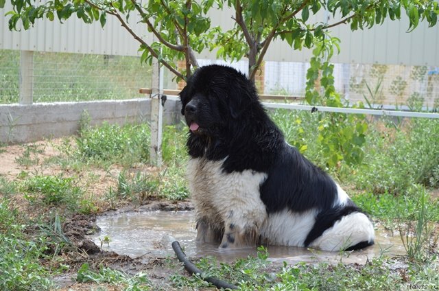 Фото: ньюфаундленд Черный Шарм Ванкувер