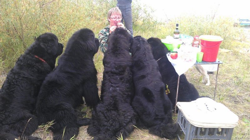 Фото: ньюфаундленд Fortuna of Giant's Island, ньюфаундленд Бегущая по Волнам Зеро Коол, ньюфаундленд Глория Гранд Блек, ньюфаундленд Neretum Tribe Xagrid, ньюфаундленд Янтарная Мечта