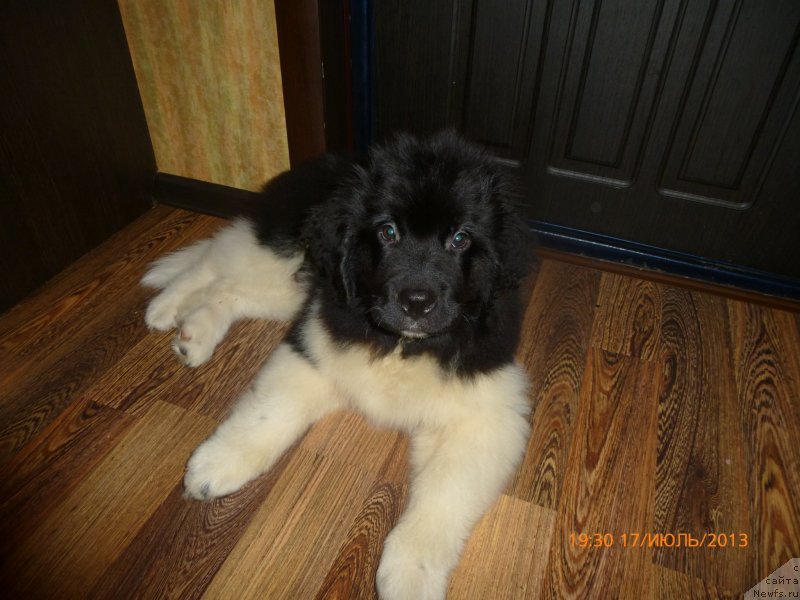 Фото: Ксения Тимченко, ньюфаундленд Аквиан Сонг Каламбур