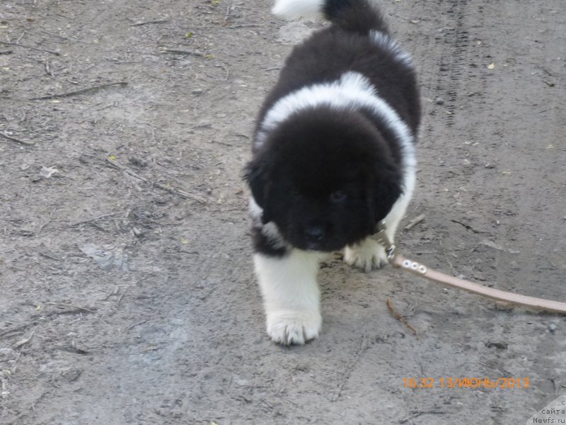Фото: Ксения Тимченко, ньюфаундленд Аквиан Сонг Каламбур