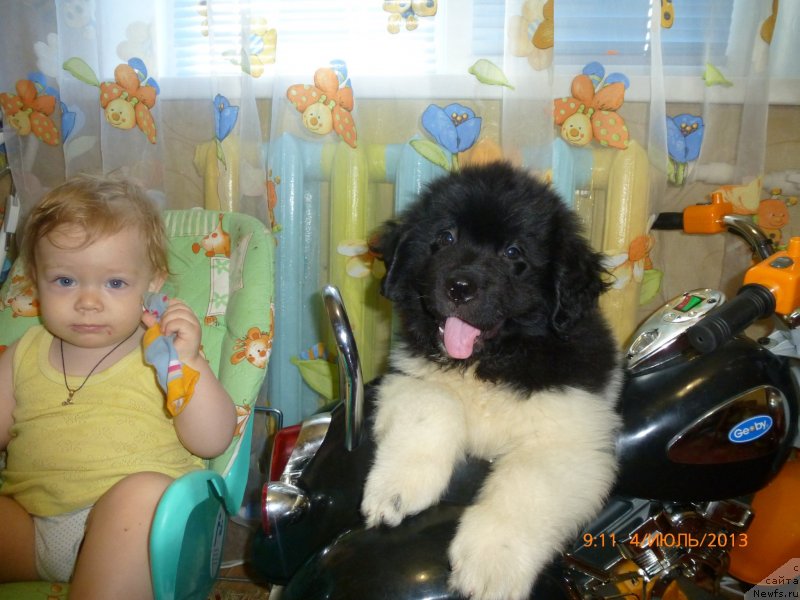 Фото: ньюфаундленд Аквиан Сонг Каламбур