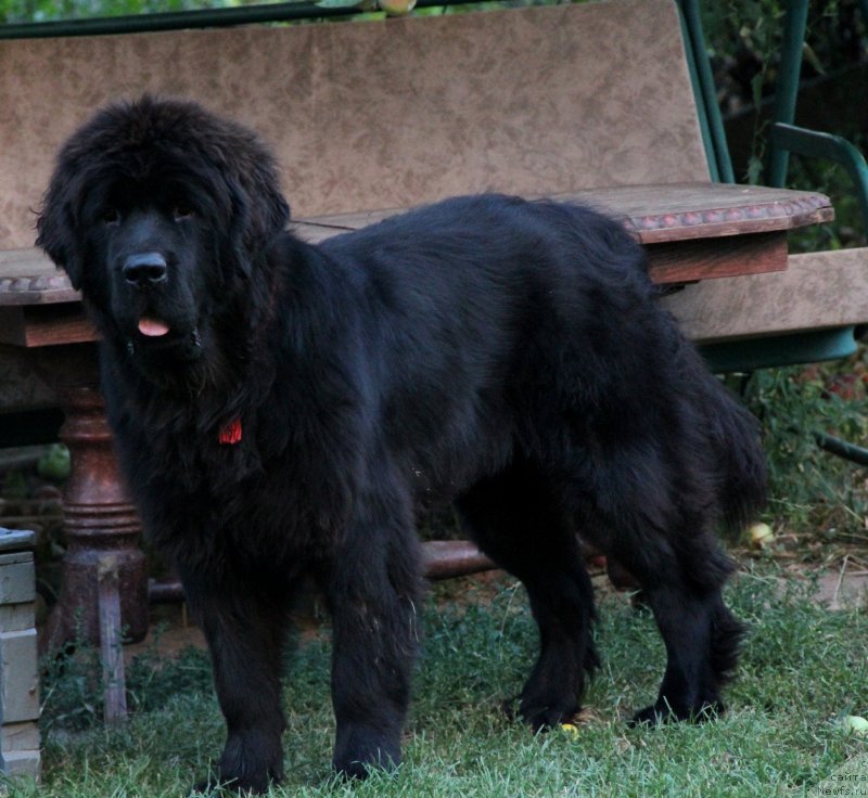 Фото: ньюфаундленд Аллегро Кон Брио Династия Совершенства (Allegro Con Brio Dinastiya Soverchenstva)