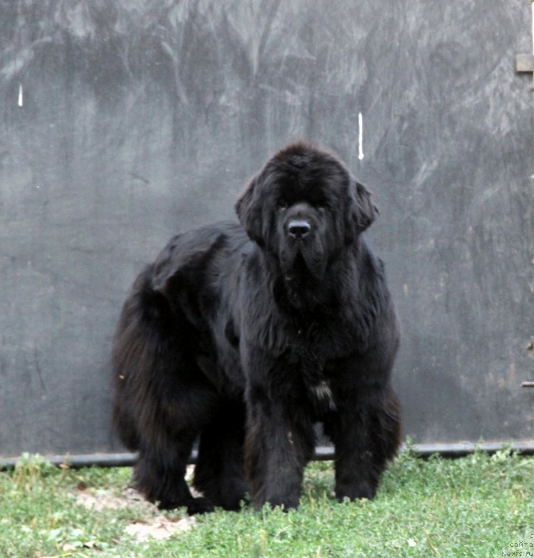 Фото: ньюфаундленд Бегущая по Волнам Хаста ла Виста (Beguschaya po Volnam Hasta la Vista)