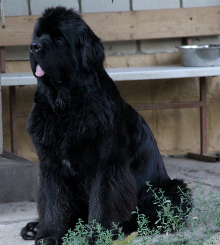 Фото: ньюфаундленд Бегущая по Волнам Хаста ла Виста (Beguschaya po Volnam Hasta la Vista)