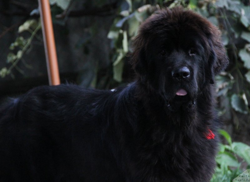 Фотография № 133545