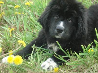 Фото: ньюфаундленд Питерньюф Жаркий Лед