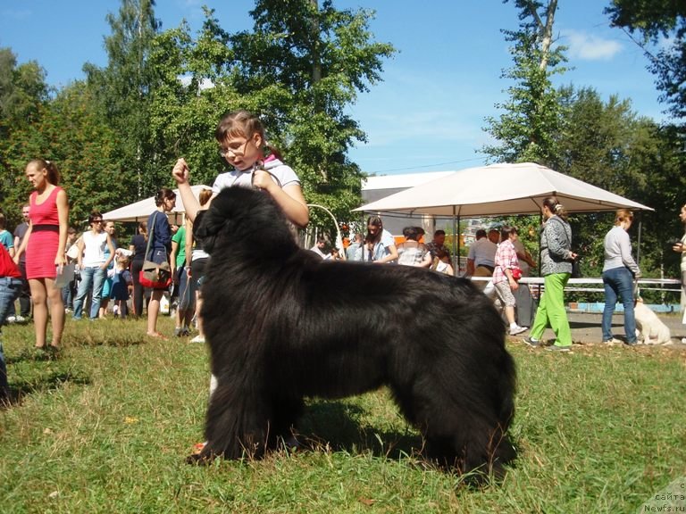 Фото: ньюфаундленд Капитан Ньюфорт, Ирина Веровенко