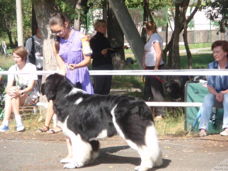 Фото: ньюфаундленд Супер Бизон Златогор, Ирина Веровенко