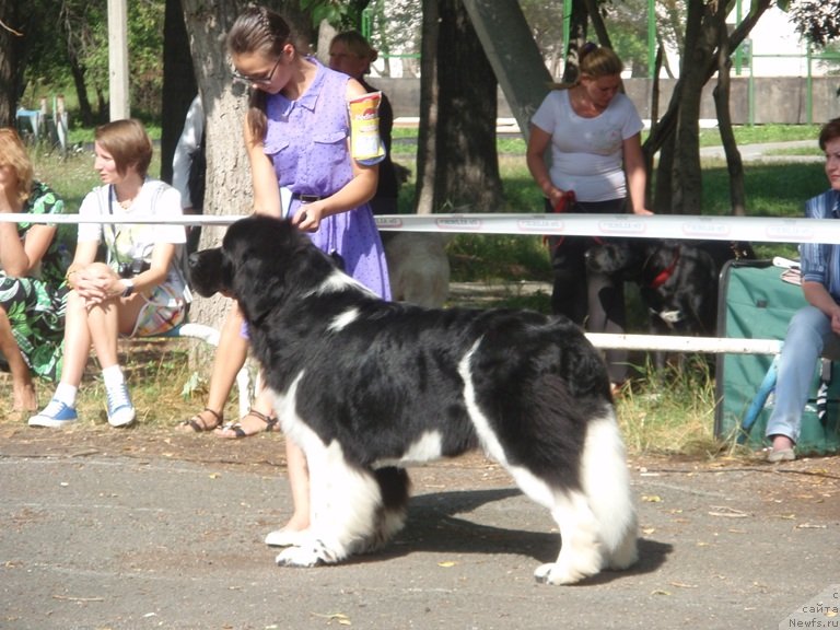 Фото: ньюфаундленд Супер Бизон Златогор, Ирина Веровенко