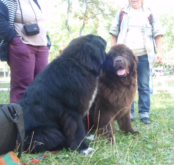 Фото: ньюфаундленд Promise To Love Midnight Bear, ньюфаундленд Акватория Келвин Спирит зе Некст