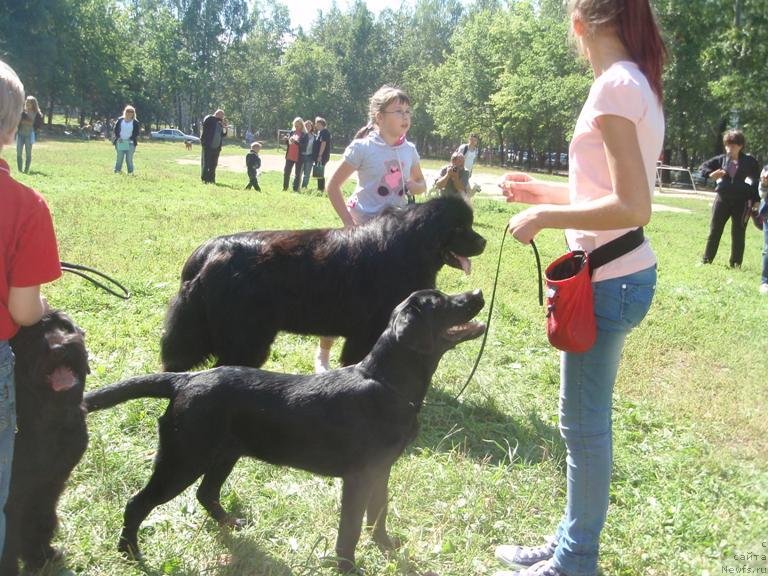 Фото: ньюфаундленд Капитан Ньюфорт, Ирина Веровенко