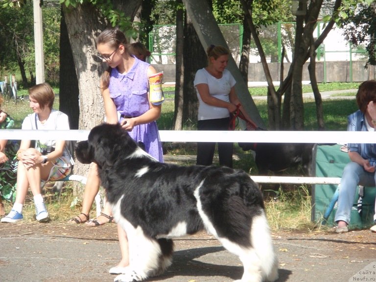 Фото: ньюфаундленд Супер Бизон Златогор