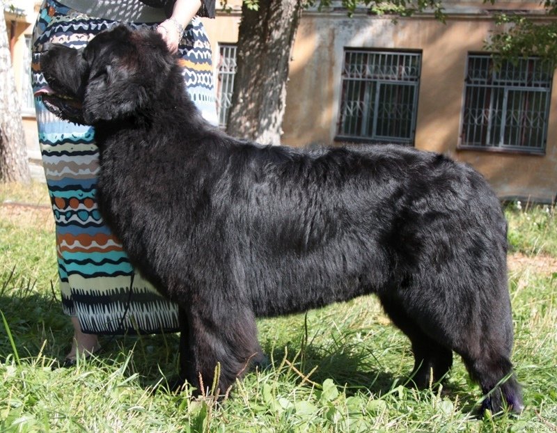 Фото: ньюфаундленд Аквиан Сонг Идзуми