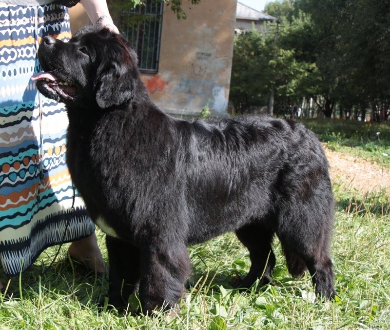 Фото: ньюфаундленд Аквиан Сонг Идзуми