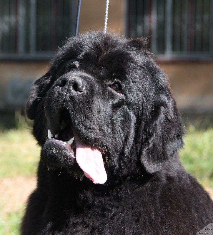 Фото: ньюфаундленд Аквиан Сонг Идзуми