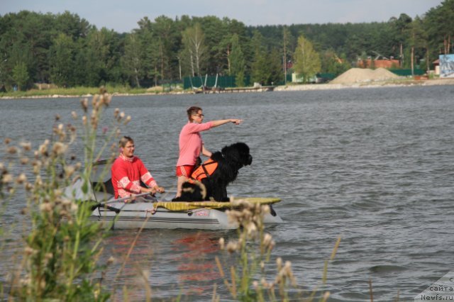 Фото: ньюфаундленд Флагман от Сибирского Медведя (Flagman ot Sibirskogo Medvedja), Светлана Гордиенко