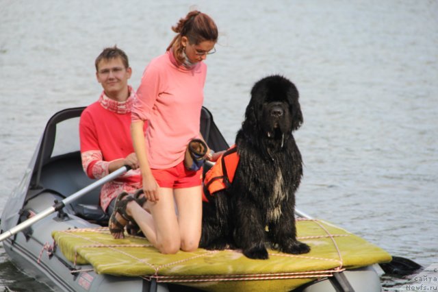 Фото: ньюфаундленд Флагман от Сибирского Медведя (Flagman ot Sibirskogo Medvedja), Светлана Гордиенко
